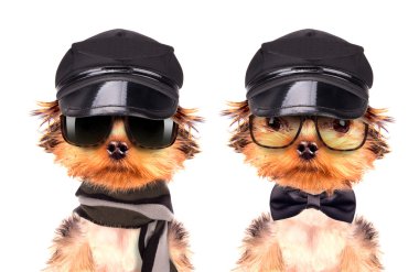 bir köpek bir şapkası