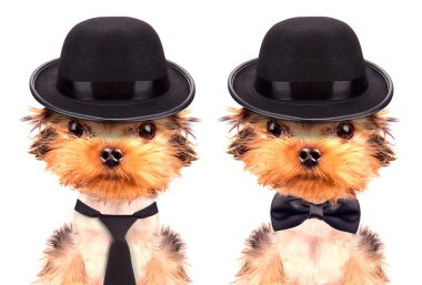 Mafia gangster olarak giyinmiş köpek