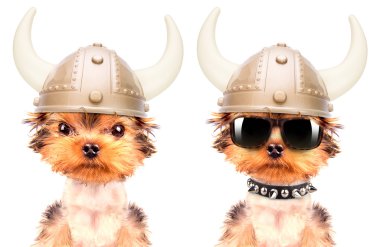 köpek kılığına girmiş bir viking gibi
