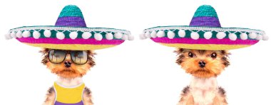 dog wearing a mexican hat clipart