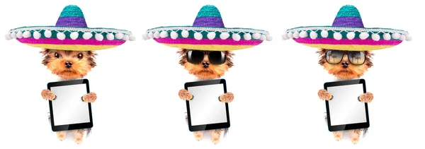 Hund mit mexikanischem Hut und Tablet-PC — Stockfoto