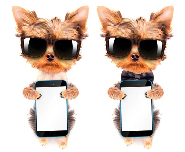 Собака в відтінках з телефоном — стокове фото