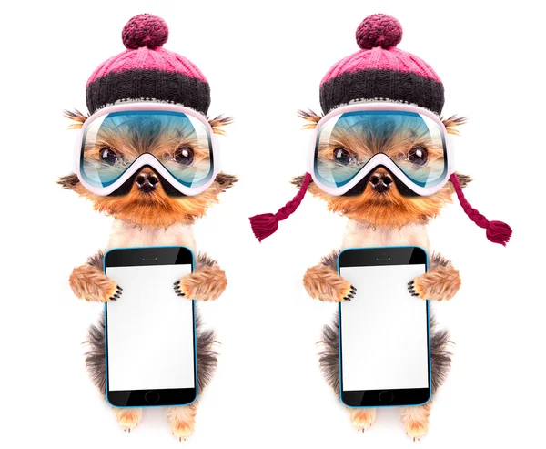 Dog  dressed as skier with phone — Stock Photo, Image