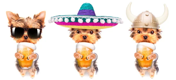 Perro borracho con cerveza — Foto de Stock