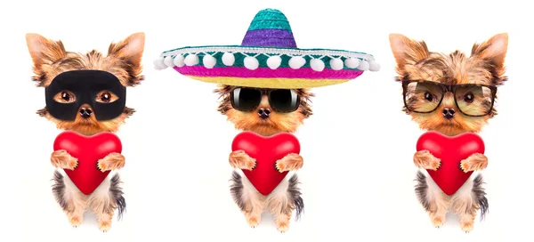 Sevgili Sevgiliye kırmızı bir kalp ile köpek yavrusu — Stok fotoğraf