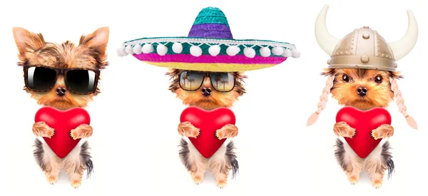 Lover valentine  puppy dog with a red heart — Stock Photo, Image