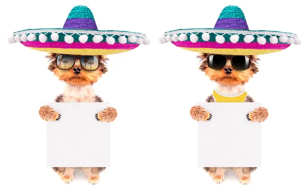 Cão vestindo um chapéu mexicano com banner — Fotografia de Stock