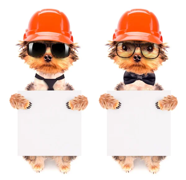 Pies ubrany jako budowniczy z banerem — Zdjęcie stockowe
