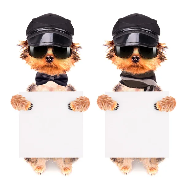 Um cão usando um boné e óculos com banner — Fotografia de Stock