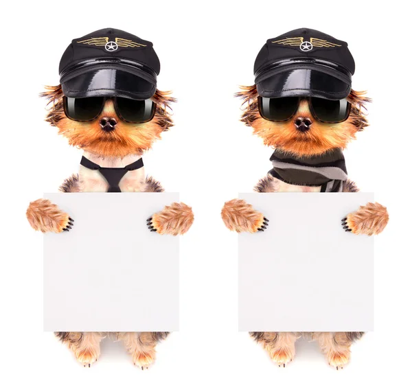 Un chien portant une casquette et des lunettes avec bannière — Photo