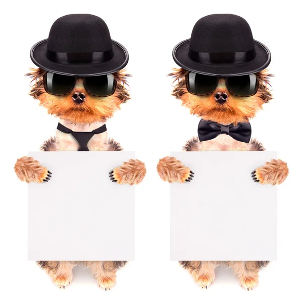 Mafia gangster afiş ile köpek kostümü — Stok fotoğraf