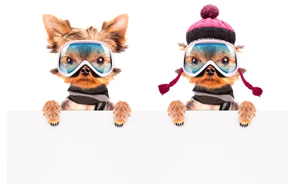 Dog  dressed as skier with banner — Stock Photo, Image