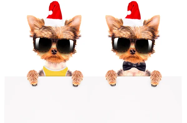Vánoční pes jako santa s transparentem — Stock fotografie
