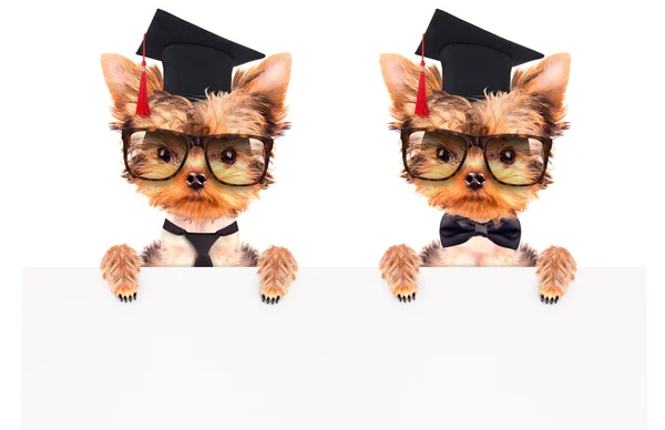 Graduated dog with banner — Stock Photo, Image