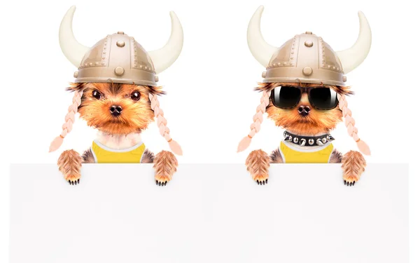 Dog dressed up as a viking with banner — Stock Photo, Image