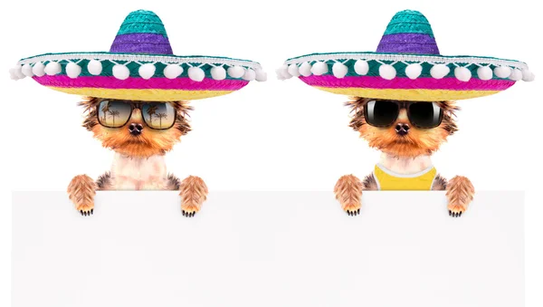 Cão vestindo um chapéu mexicano com banner — Fotografia de Stock