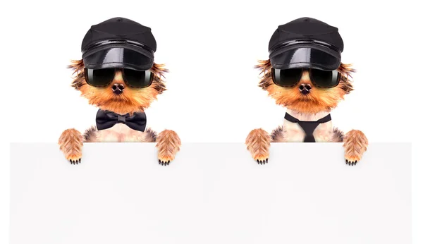 Un perro con gorra y gafas con pancarta — Foto de Stock