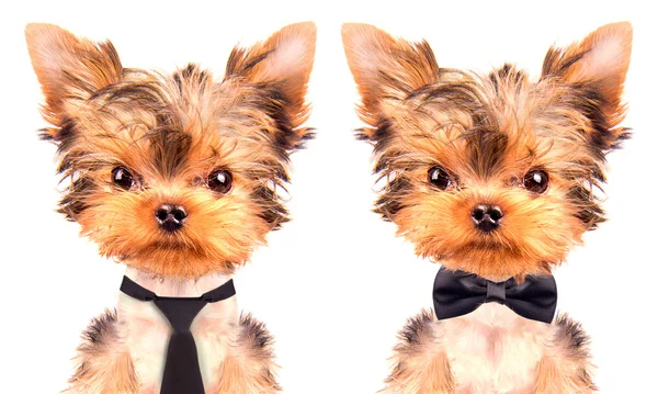 Dog wearing a tie — Stock Photo, Image