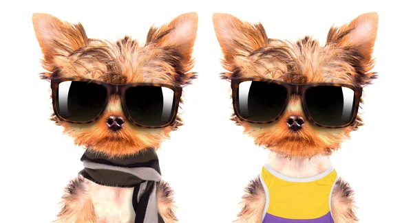 Dog wearing a shades — Stock Photo, Image
