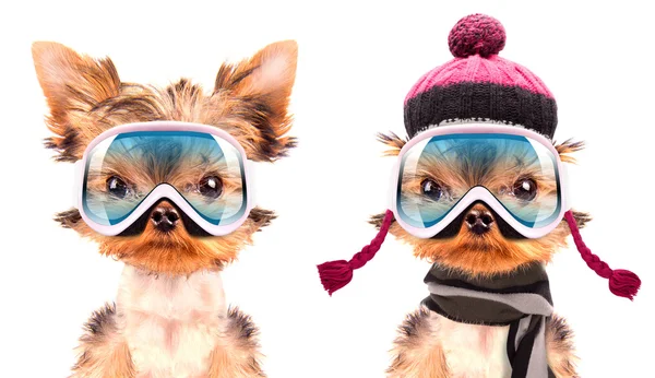 Cane vestito da sciatore — Foto Stock