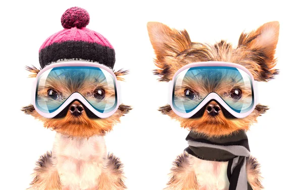 Dog  dressed as skier — Stock Photo, Image