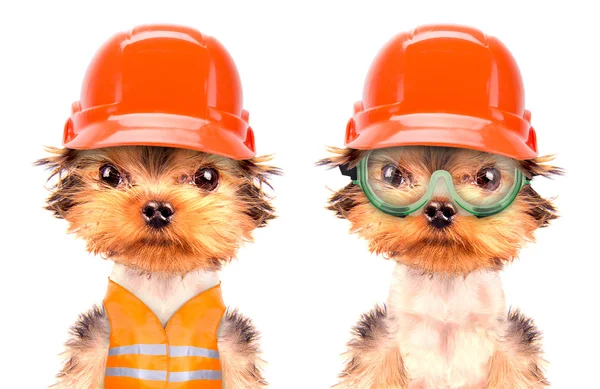 Dog  dressed as builder — Stock Photo, Image