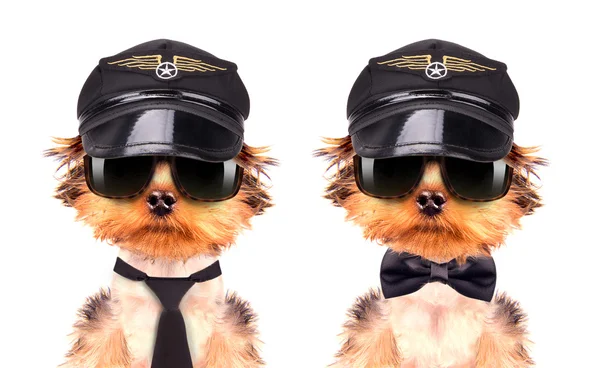 Hund als Pilot verkleidet — Stockfoto