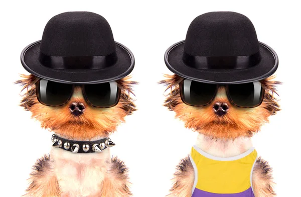 Dog dressed as mafia gangster — Stock Photo, Image