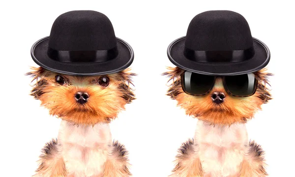 Dog dressed as mafia gangster — Stock Photo, Image