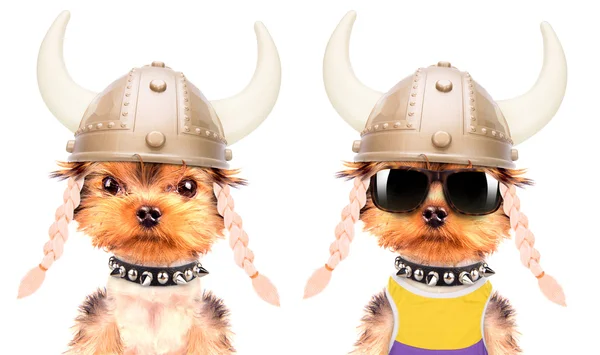 Dog dressed up as a viking — Stock Photo, Image