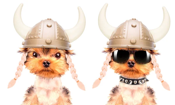 Dog dressed up as a viking — Stock Photo, Image