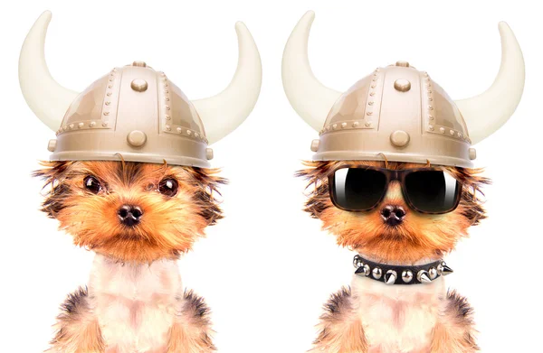 Dog dressed up as a viking — Stock Photo, Image