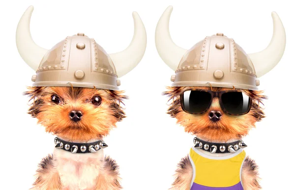 Dog dressed up as a viking — Stock Photo, Image