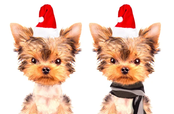 Weihnachtlicher Hund als Weihnachtsmann — Stockfoto