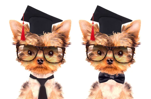 Graduated dog — Stock Photo, Image