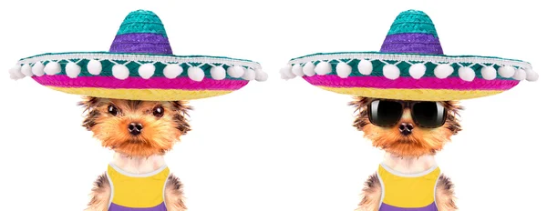 Dog wearing a mexican hat — Stock Photo, Image