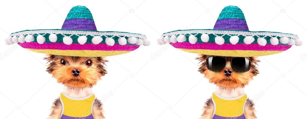 dog wearing a mexican hat