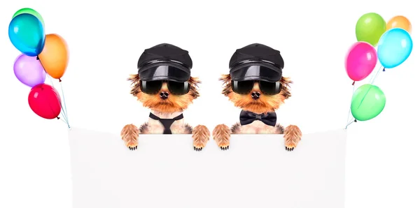 Un perro con gorra y gafas con pancarta — Foto de Stock