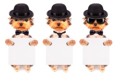 mafia gangster afiş ile köpek kostümü