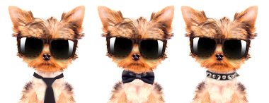 bir shades giyen köpek