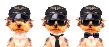 köpek giyinmiş olarak pilot