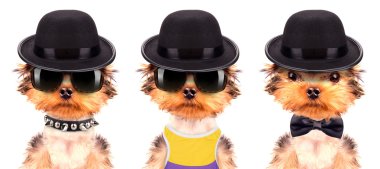 Mafia gangster olarak giyinmiş köpek