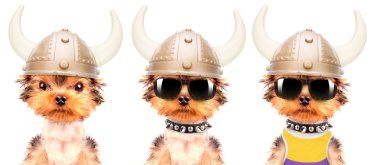 köpek kılığına girmiş bir viking gibi