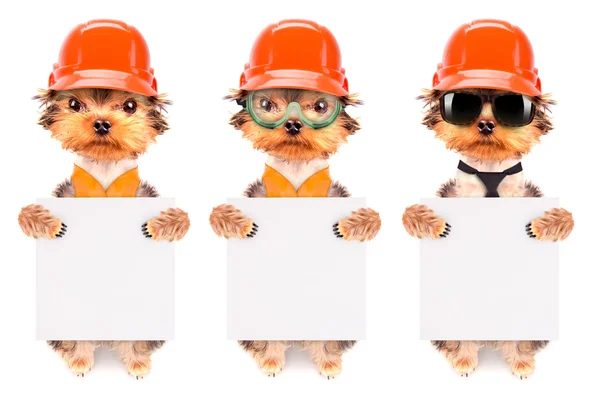 Hund klädd som builder med banner — Stockfoto