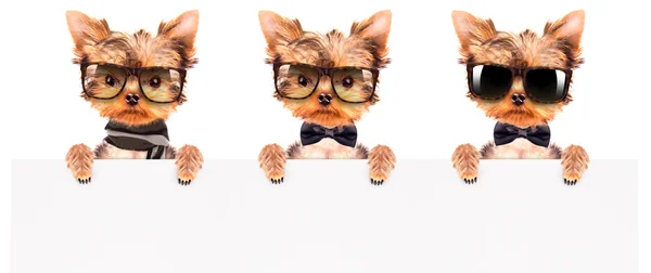 Bir shades giyen köpek ve afiş ile eşarp — Stok fotoğraf