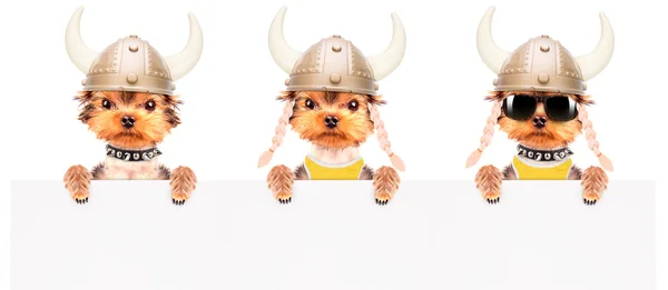 Собака в костюме викинга с плакатом — стоковое фото