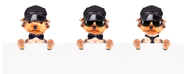 Ένα σκυλί φορώντας ένα καπέλο και γυαλιά με πανό — Φωτογραφία Αρχείου