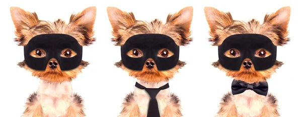 Super hero puppy dog — Stock Photo, Image