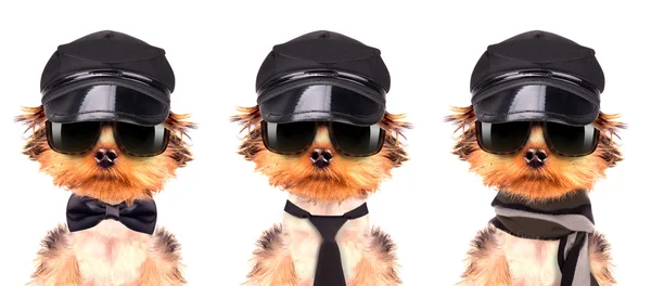 Bir köpek bir şapkası — Stok fotoğraf