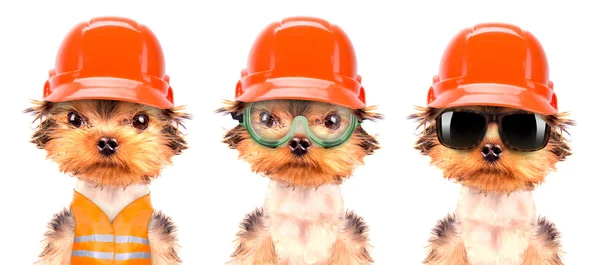 Hund als Bauarbeiter verkleidet — Stockfoto